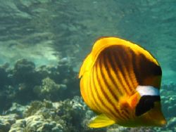 Curious Butterflyfish by Mario Bortolotti 